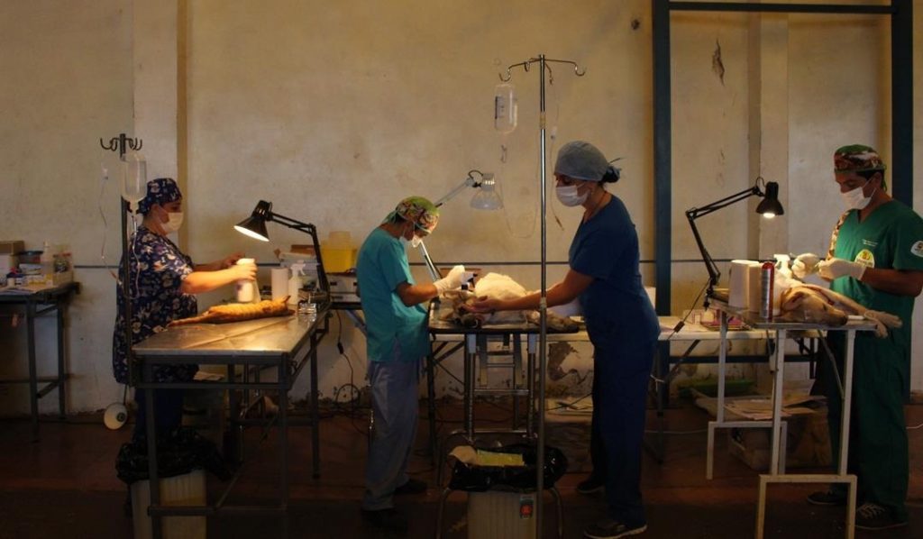 1.000 mascotas caninas y felinas serán esterilizadas gratis en la comuna de Vicuña