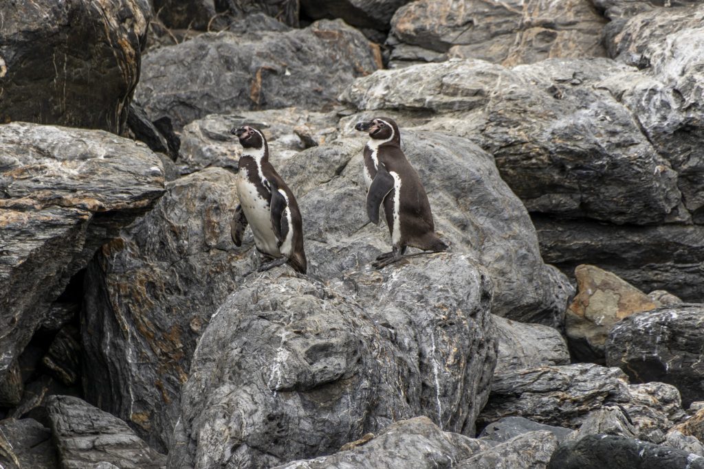 Seminario abordará avances y desafíos en la preservación de las Áreas Marinas Costeras Protegidas de Múltiples Usos del Archipiélago de Humboldt