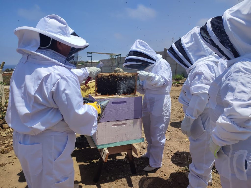 Vecinas de Chungungo desarrollan innovador proyecto agroapícola y de rescate de plantas nativas