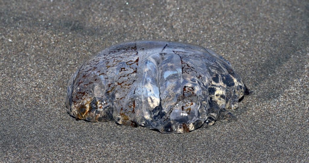 Cierre de playa en Tongoy debido a la presencia de Fragata Portuguesa Cierre de playa en Tongoy debido a la presencia de Fragata Portuguesa