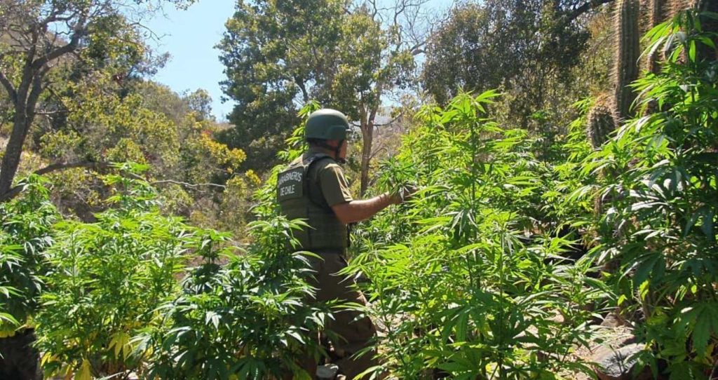 Carabineros realiza decomiso de miles de plantas de marihuana en la Región de Coquimbo