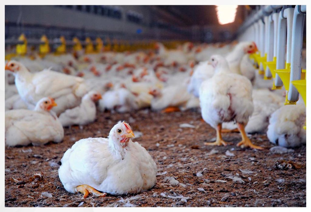 Confirmada presencia de Enfermedad de Newcastle en aves silvestres en la Región de Coquimbo