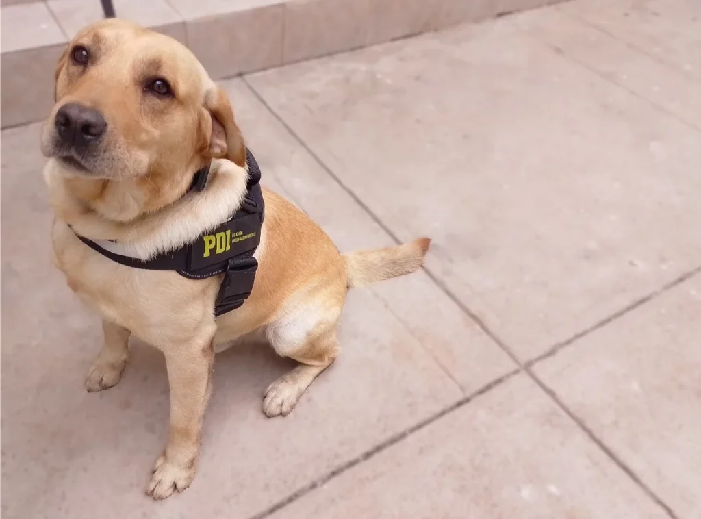 Canino de la PDI descubre 14 kilos de cannabis en maleta abandonada en bus interurbano en la Región de Coquimbo Canino de la PDI descubre 14 kilos de cannabis en maleta abandonada en bus interurbano en la Región de Coquimbo