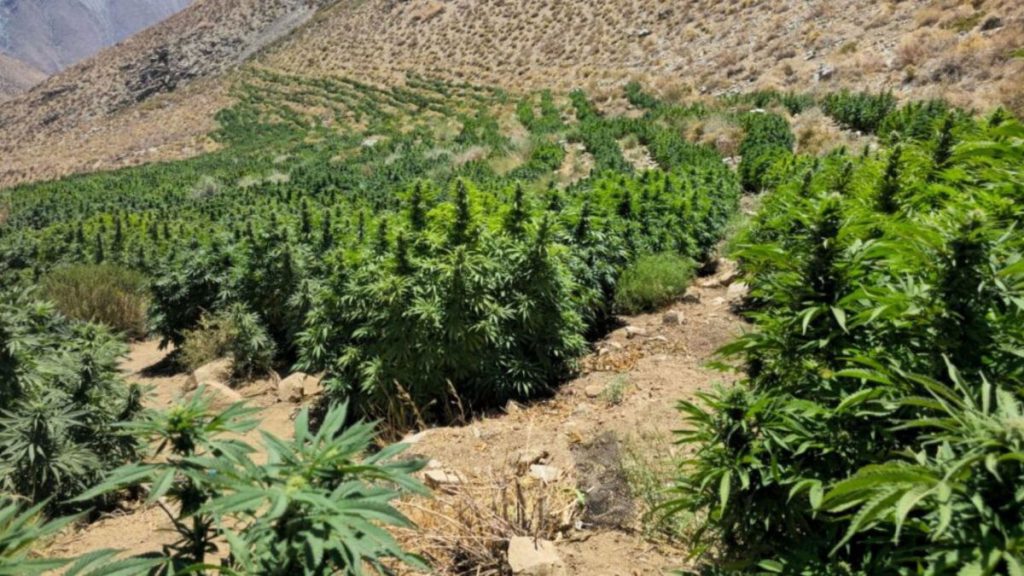 Doble incautación de marihuana en Región de Coquimbo: más de 3500 plantas Doble incautación de marihuana en Región de Coquimbo