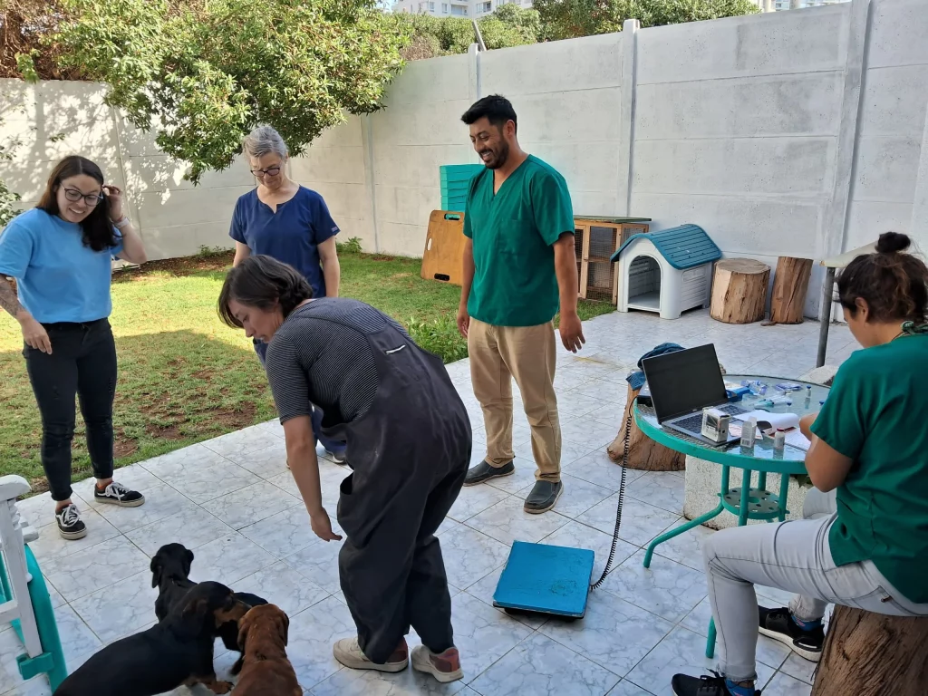 Fundación bienestar animal anuncia 100 cupos para atención primaria de mascotas en la IV Región