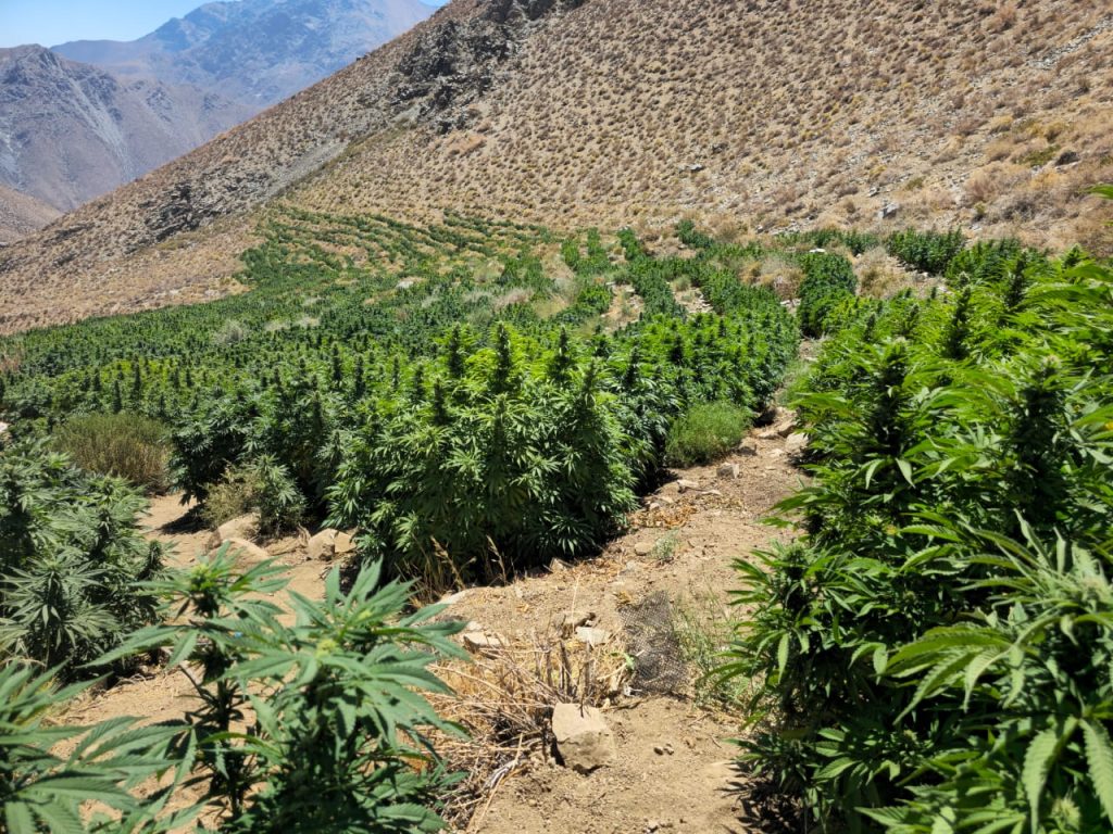 Carabineros realiza el mayor decomiso de marihuana en la historia de la Región de Coquimbo