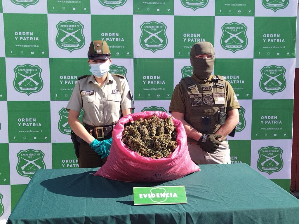 Los Vilos:  OS7 de Carabineros decomisa más de 15.000 plantas de marihuana