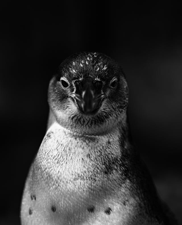 Exintendente de Coquimbo demanda acciones frente a peligro de extinción de Pingüino de Humboldt