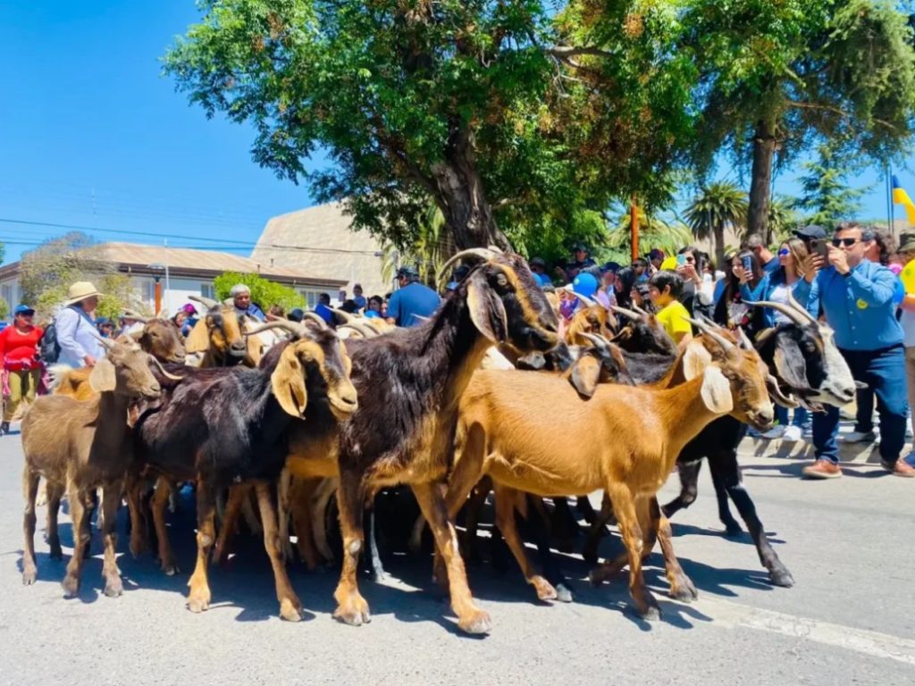 Activan Alerta Temprana Preventiva en Ovalle por la realización de la “Fiesta del Cabrito”