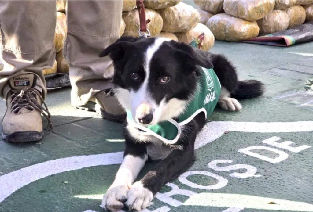 Spot vuelve a golpear al narcotráfico: perro del OS7 detecta nuevo cargamento de droga en Ruta 5