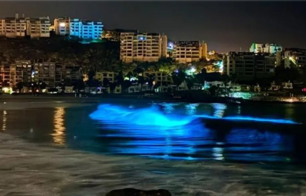Bioluminiscencia en Coquimbo: experto explica si el fenómeno podría verse en La Serena y la bahía