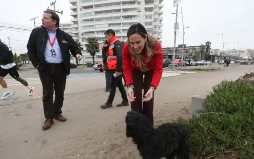 La Serena habilitará refugio temporal para perros abandonados ante llegada del sistema frontal