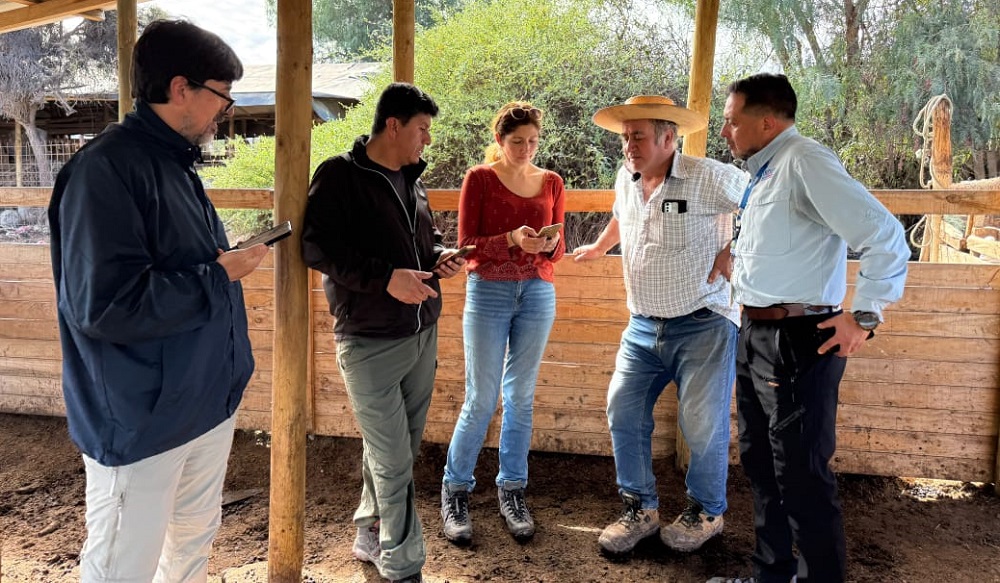 INDAP acelera recursos de emergencia para entrega de alimentación animal en la Región de Coquimbo