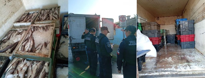 Incautan cerca de 2 toneladas de recursos del mar en operativo realizado en Coquimbo