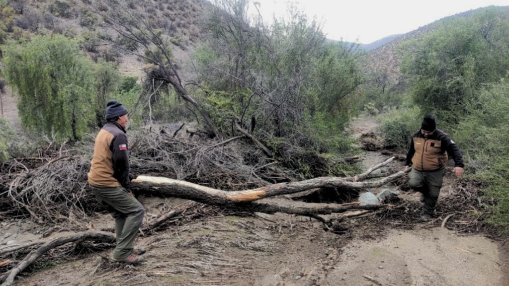 CONAF Coquimbo inicia recuperación de las áreas protegidas afectadas por el temporal