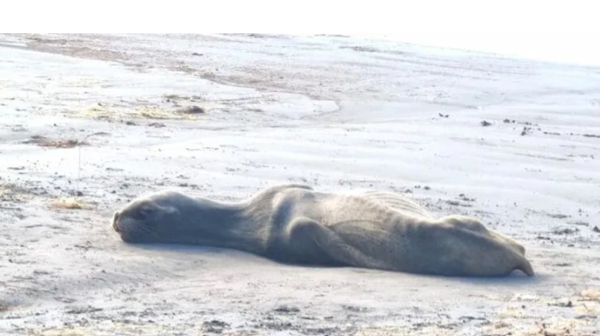 Coquimbo registra 244 varamientos de lobos marinos y el 63% fue hallado muerto