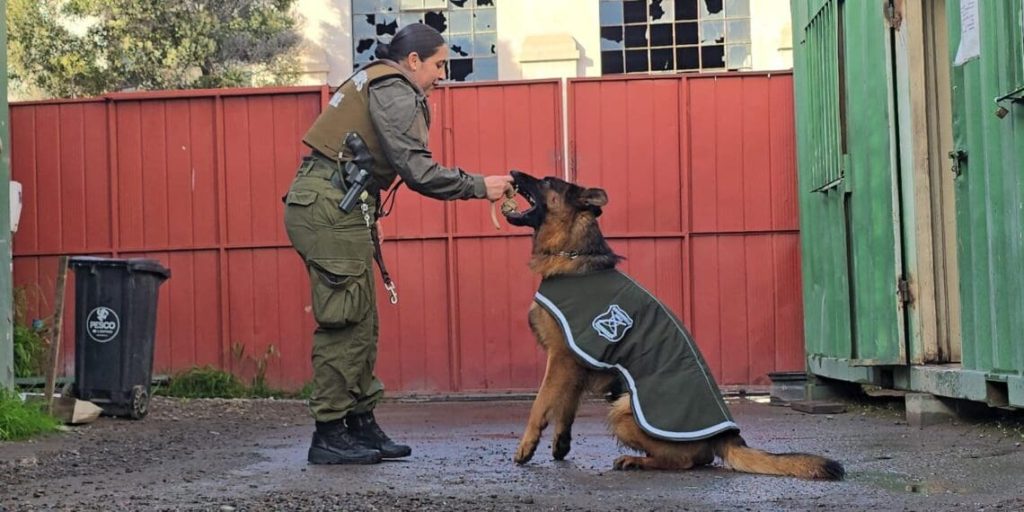 Uran von Hiss debuta en La Serena: nuevo perro policial reforzará patrullajes en el centro y borde costero