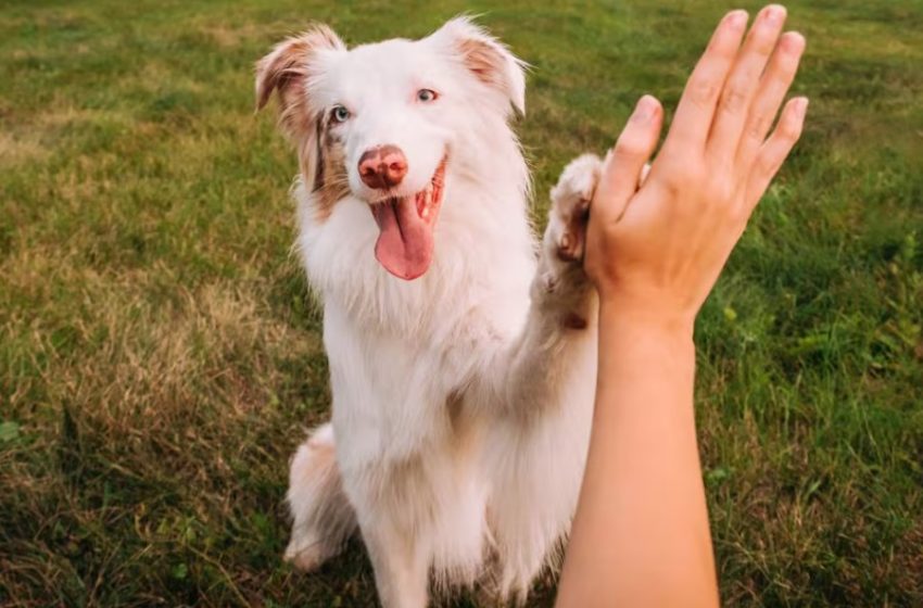 Chile elimina transmisión de rabia canina a humanos, pero mantiene alerta por variantes silvestres