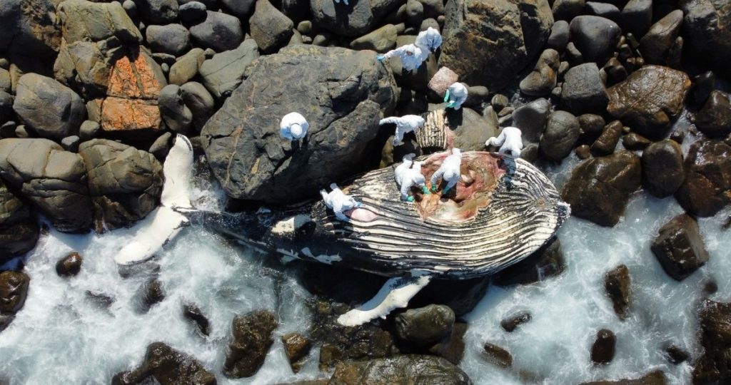 Investigan muerte de ballena jorobada juvenil hallada en Punta de Teatinos