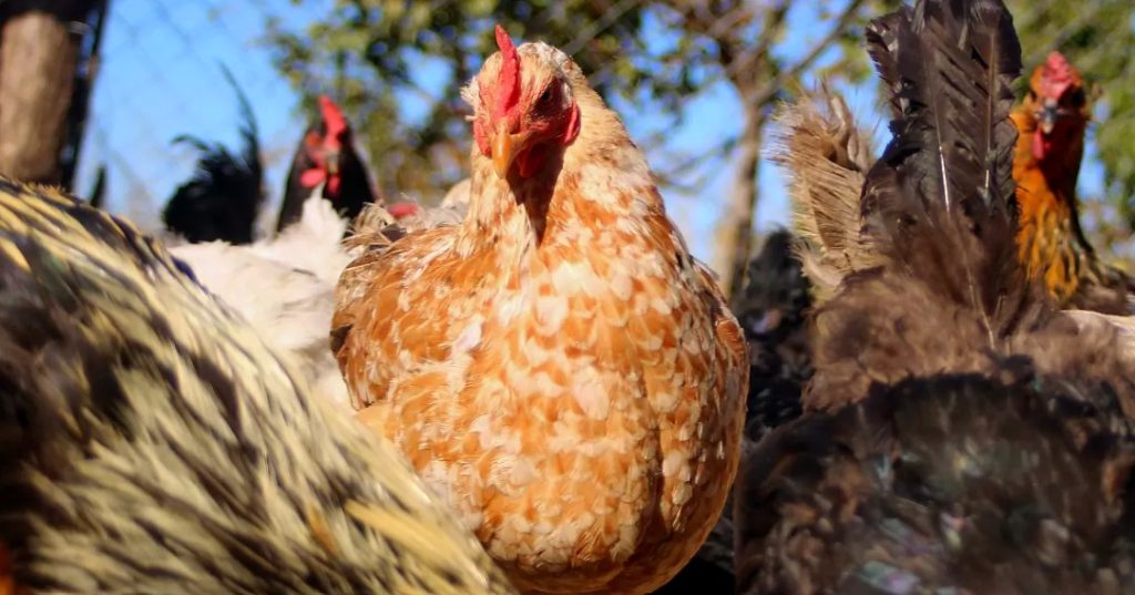 Intento de robo de una gallina termina con un fallecido y un detenido en La Serena