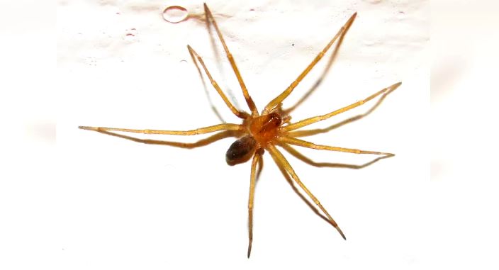 Alarma en la Región de Coquimbo tras grave caso en UCI y un fallecido por mordedura de araña de rincón